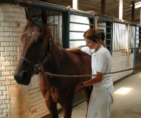 Photo of veterinarian with horse