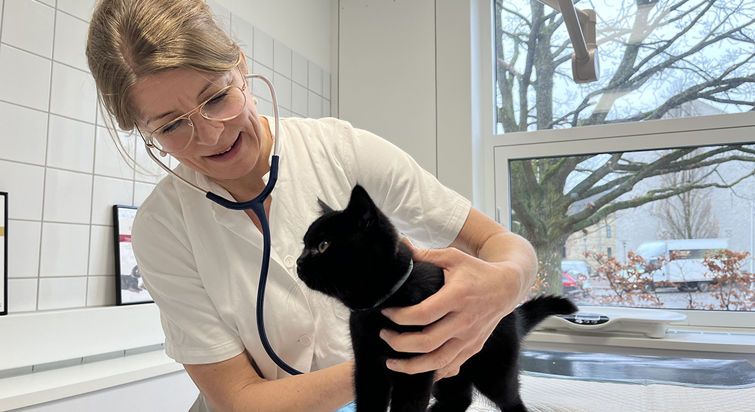 Dyrlæge og kat. Fototilladelse givet af kattens ejer