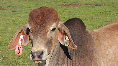 Photo of calf