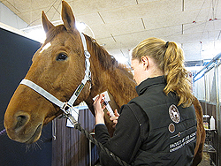 Foto af Anne Mette med hest