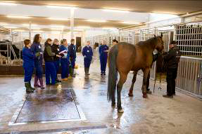 Foto af studerende i undervisningsstald