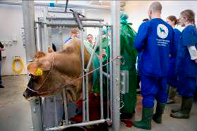 Foto af studerende i undervisningsstald