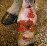 Photo of wound on hind limb of pony