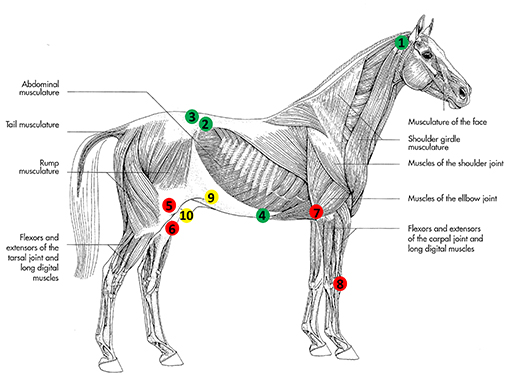 Illustration of myofascia sampling sites on horse