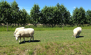 Foto af får på mark