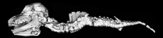 Photo of deformed skeleton of animal