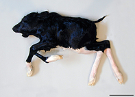 Kalv med brachyspina syndromet