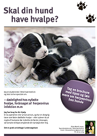 Reklameposter for nu afsluttet specialeprojekt om herpesvirus hos hundehvalpe (dyrlæge Rikke Wendt Larsen)