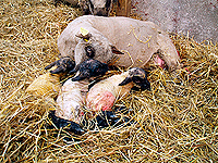 Foto af får med lam