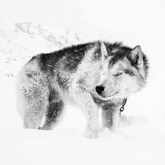 Slædehund i sne